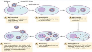 Comprehensive Overview of Virus Replication Stages and Mechanisms | PPTX