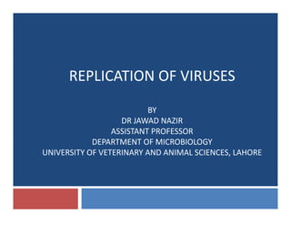 REPLICATION OF VIRUSES
BY 
DR JAWAD NAZIR
ASSISTANT PROFESSOR
DEPARTMENT OF MICROBIOLOGY
UNIVERSITY OF VETERINARY AND ANIMAL SCIENCES, LAHOREUNIVERSITY OF VETERINARY AND ANIMAL SCIENCES, LAHORE
 