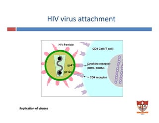 HIV virus attachment 
Replication of viruses 
 