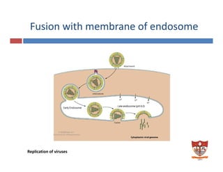 Fusion with membrane of endosome 
Replication of viruses 
 