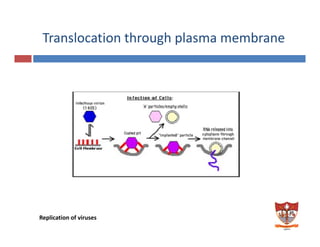 Translocation through plasma membrane 
Replication of viruses 
 