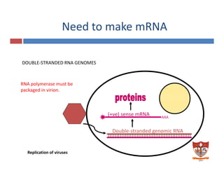 Need to make mRNA
DOUBLE‐STRANDED RNA GENOMES
RNA polymerase must be
packaged in virion.
AAA
(+ve) sense mRNA
Double‐stranded genomic RNA
Replication of viruses  38
 