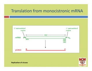 Translation from monocistronic mRNA 
Replication of viruses 
 