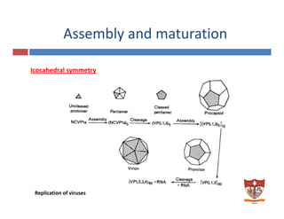 Assembly and maturation y
I h d lIcosahedral symmetry 
Replication of viruses 
 