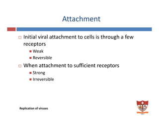 Attachment
Initial viral attachment to cells is through a fewInitial viral attachment to cells is through a few 
receptors 
Weak 
Reversible  
When attachment to sufficient receptors
Strong  
Irreversible  
Replication of viruses 
 