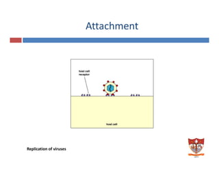 Attachment 
Replication of viruses 
 