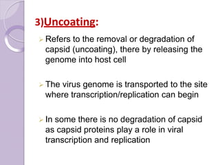 3)Uncoating:
 Refers to the removal or degradation of
capsid (uncoating), there by releasing the
genome into host cell
 The virus genome is transported to the site
where transcription/replication can begin
 In some there is no degradation of capsid
as capsid proteins play a role in viral
transcription and replication
 