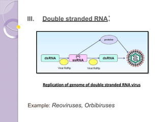 III. Double stranded RNA:
Example: Reoviruses, Orbibiruses
Replication of genome of double stranded RNA virus
 