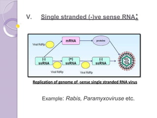 V. Single stranded (-)ve sense RNA:
Replication of genome of -sense single stranded RNA virus
Example: Rabis, Paramyxoviruse etc.
 