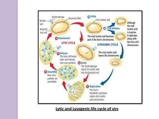 Lytic and Lysogenic life cycle of virs
 