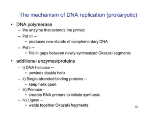 Replication Notes biology notes for easy | PDF
