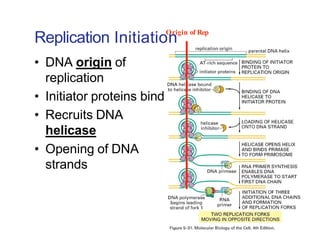 Replication Notes biology notes for easy | PDF