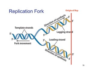 Replication Notes biology notes for easy | PDF