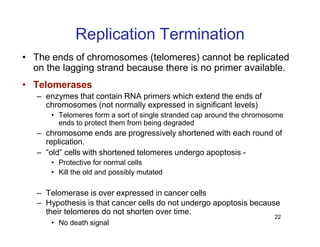 Replication Notes biology notes for easy | PDF