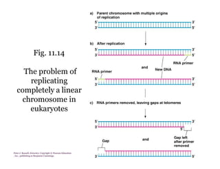 Replication Notes biology notes for easy | PDF