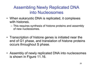 Replication Notes biology notes for easy | PDF