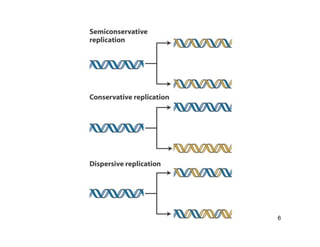 Replication Notes biology notes for easy | PDF