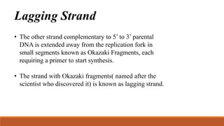 Lagging Strand
• The other strand complementary to 5’ to 3’ parental
DNA is extended away from the replication fork in
small segments known as Okazaki Fragments, each
requiring a primer to start synthesis.
• The strand with Okazaki fragments( named after the
scientist who discovered it) is known as lagging strand.
 