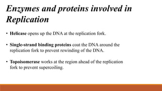 Enzymes and proteins involved in
Replication
• Helicase opens up the DNA at the replication fork.
• Single-strand binding proteins coat the DNA around the
replication fork to prevent rewinding of the DNA.
• Topoisomerase works at the region ahead of the replication
fork to prevent supercoiling.
 