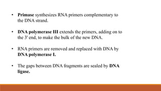 • Primase synthesizes RNA primers complementary to
the DNA strand.
• DNA polymerase III extends the primers, adding on to
the 3' end, to make the bulk of the new DNA.
• RNA primers are removed and replaced with DNA by
DNA polymerase I.
• The gaps between DNA fragments are sealed by DNA
ligase.
 