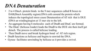 DNA Denaturation
• 2 to 4 DnaA protein binds to the 9 mer sequences called R boxes to
DAR(DnaA Assembly region).DNA coils around the protein which
induces the topological stress cause Denaturation of AT rich that is DUE
(DNA un winding)region at 13 mer site to the left.
• An aggregate having 6 molecules each of DnaB and DnaC are formed.
• The DnaC (helicase loader) loads the DnaB to the DUE site then itself get
detach. The process is called helicase loading.
• Then DnaB move and break hydrogen bond of AT rich region.
• DnaB functions as helicase and begins to unwind the DNA.
• Gyrase facilitates unwinding by helicase as it provides a swivel.
 