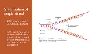 Stabilization of
single strand
• SSBP (single stranded
DNA binding protein)
• SSBP healthy protein is
necessary which binds
to single strand regions
for stabilization and also
to reduce them from
reannealing.
 