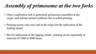 Assembly of primosome at the two forks
• Once a replication fork is generated ,primosome assembles at the
origin ,and initiates primer synthesis this is called priming.
• Priming occurs only once and at the origin for the replication of the
leading strand.
• But for replication of the lagging strand , priming occurs repeatedly at
intervals of 1000 to 2000 bases.
 