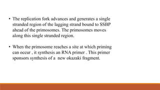 • The replication fork advances and generates a single
stranded region of the lagging strand bound to SSBP
ahead of the primosomes. The primosomes moves
along this single stranded region.
• When the primosome reaches a site at which priming
can occur , it synthesis an RNA primer . This primer
sponsors synthesis of a new okazaki fragment.
 