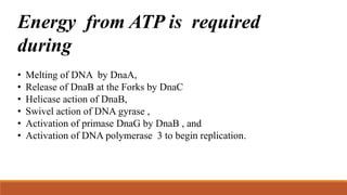 Energy from ATP is required
during
• Melting of DNA by DnaA,
• Release of DnaB at the Forks by DnaC
• Helicase action of DnaB,
• Swivel action of DNA gyrase ,
• Activation of primase DnaG by DnaB , and
• Activation of DNA polymerase 3 to begin replication.
 