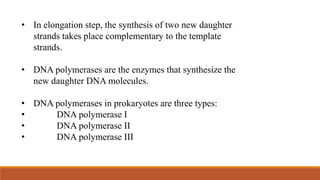 • In elongation step, the synthesis of two new daughter
strands takes place complementary to the template
strands.
• DNA polymerases are the enzymes that synthesize the
new daughter DNA molecules.
• DNA polymerases in prokaryotes are three types:
• DNA polymerase I
• DNA polymerase II
• DNA polymerase III
 