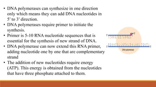 • DNA polymerases can synthesize in one direction
only which means they can add DNA nucleotides in
5ʹ to 3ʹ direction.
• DNA polymerases require primer to initiate the
synthesis.
• Primer is 5-10 RNA nucleotide sequences that is
essential for the synthesis of new strand of DNA.
• DNA polymerase can now extend this RNA primer,
adding nucleotide one by one that are complementary
strand
• The addition of new nucleotides require energy
(ATP). This energy is obtained from the nucleotides
that have three phosphate attached to them.
 