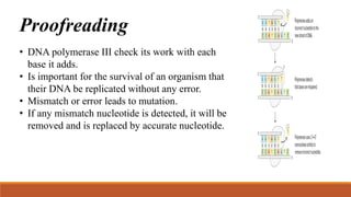 Proofreading
• DNA polymerase III check its work with each
base it adds.
• Is important for the survival of an organism that
their DNA be replicated without any error.
• Mismatch or error leads to mutation.
• If any mismatch nucleotide is detected, it will be
removed and is replaced by accurate nucleotide.
 