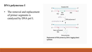 DNA polymerase I
• The removal and replacement
of primer segments is
catalyzed by DNA pol I.
 