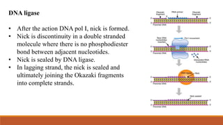 DNA ligase
• After the action DNA pol I, nick is formed.
• Nick is discontinuity in a double stranded
molecule where there is no phosphodiester
bond between adjacent nucleotides.
• Nick is sealed by DNA ligase.
• In lagging strand, the nick is sealed and
ultimately joining the Okazaki fragments
into complete strands.
 