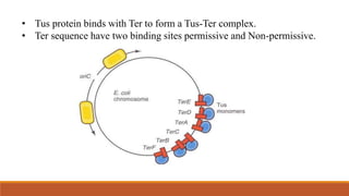 • Tus protein binds with Ter to form a Tus-Ter complex.
• Ter sequence have two binding sites permissive and Non-permissive.
 
