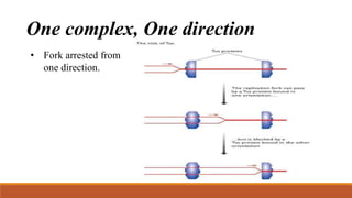 One complex, One direction
• Fork arrested from
one direction.
 