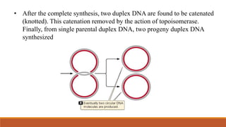 • After the complete synthesis, two duplex DNA are found to be catenated
(knotted). This catenation removed by the action of topoisomerase.
Finally, from single parental duplex DNA, two progeny duplex DNA
synthesized
 