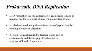 Prokaryotic DNA Replication
• DNA replication is semi conservative, each strand is used as
template for the synthesis of new complementary strand.
• It is bidirectional, the y shaped formation of replication fork
running in opposite directions.
• It is semi discontinuous, the leading strand copies
continuously and the lagging strand copies in
segments(Okazaki fragments).
 