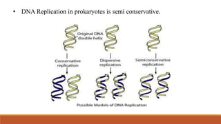 • DNA Replication in prokaryotes is semi conservative.
 