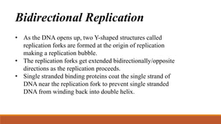 Bidirectional Replication
• As the DNA opens up, two Y-shaped structures called
replication forks are formed at the origin of replication
making a replication bubble.
• The replication forks get extended bidirectionally/opposite
directions as the replication proceeds.
• Single stranded binding proteins coat the single strand of
DNA near the replication fork to prevent single stranded
DNA from winding back into double helix.
 