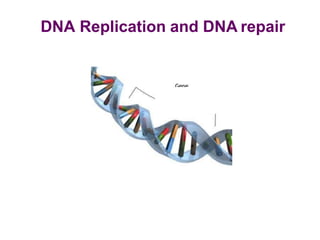 DNA Replication and DNA repair
 