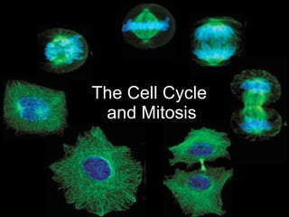 The Cell Cycle  and Mitosis 