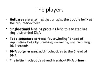 The players
• Helicases are enzymes that untwist the double helix at
the replication forks
• Single-strand binding proteins bind to and stabilize
single-stranded DNA
• Topoisomerase corrects “overwinding” ahead of
replication forks by breaking, swiveling, and rejoining
DNA strands
• DNA polymerases: add nucleotides to the 3′ end of
DNA
• The initial nucleotide strand is a short RNA primer
 