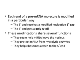 • Each end of a pre-mRNA molecule is modified
in a particular way
– The 5′ end receives a modified nucleotide 5′ cap
– The 3′ end gets a poly-A tail
• These modifications share several functions
– They seem help mRNA leave the nucleus
– They protect mRNA from hydrolytic enzymes
– They help ribosomes attach to the 5′ end
 