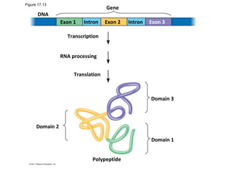 Gene
DNA
Exon 1 Exon 2 Exon 3Intron Intron
Transcription
RNA processing
Translation
Domain 3
Domain 2
Domain 1
Polypeptide
Figure 17.13
 
