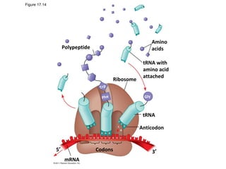 Figure 17.14
Polypeptide
Ribosome
Trp
Phe Gly
tRNA with
amino acid
attached
Amino
acids
tRNA
Anticodon
Codons
U U U UG G G G C
A
C
C
C
C
G
A A A
C
G
C
G
5′ 3′
mRNA
 