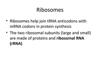 Ribosomes
• Ribosomes help join tRNA anticodons with
mRNA codons in protein synthesis
• The two ribosomal subunits (large and small)
are made of proteins and ribosomal RNA
(rRNA)
 