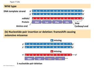 Figure 17.24e
DNA template strand
mRNA5′
5′
Protein
Amino end
Stop
Carboxyl end
3′
3′
3′
5′
Met Lys Phe Gly
A
A
A A
A A A A
A AT
T T T T T
T T TT
C C C C
C
C
G G G G
G
G
A
A A A AG GGU U U U U
(b) Nucleotide-pair insertion or deletion: frameshift causing
extensive missense
Wild type
missing
missing
A
U
A A AT T TC C A T TC C G
A AT T TG GA A ATCG G
A G A A GU U U C A AG G U 3′
5′
3′
3′
5′
Met Lys Leu Ala
1 nucleotide-pair deletion
5′
 