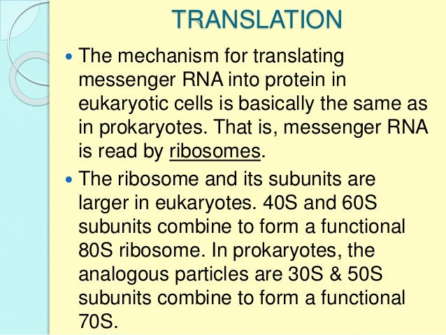 replication transcription translation and its regulation combines with protein to form the 2 ribosomal subunits