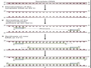 REPLICATION VS POLYMERASE CHAIN REACTION | PPTX